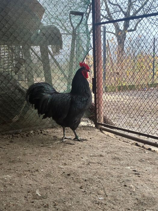 Vând cocoș australorp