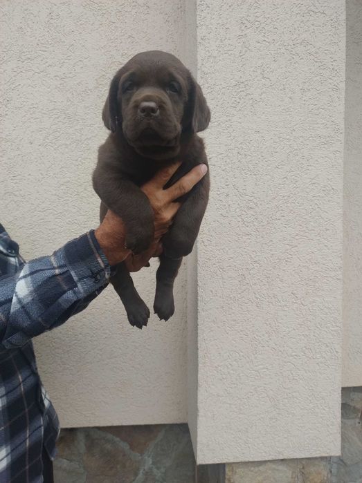 Продавам шоколадови лабрадори