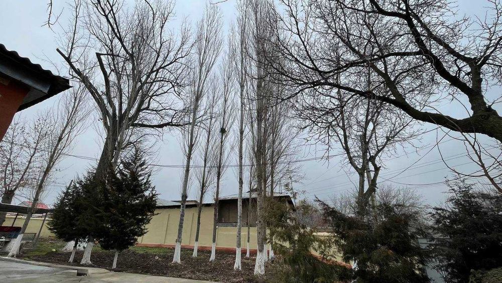 terkak sotiladi srochna