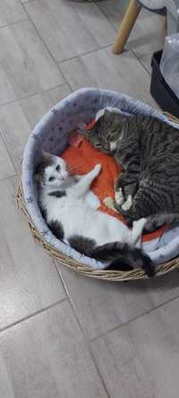 2 pisicute spre adoptie