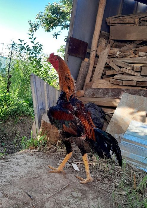 Dakan xoroz sotiladi