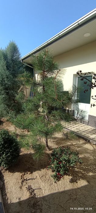 Арча дарахтлари сотилади