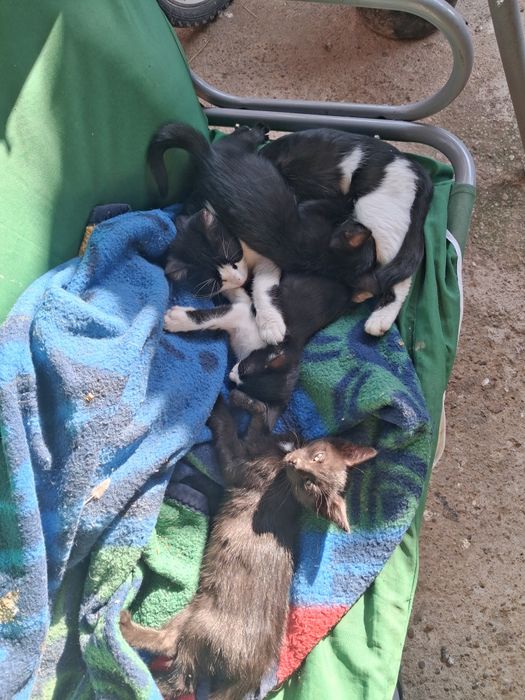 Donez o pisicuta si un pisoi