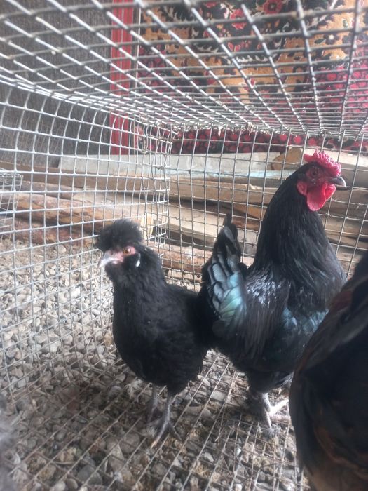 Япон тауык пара сатылады 1 жыл дык