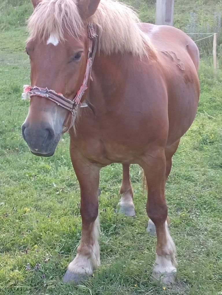 Iapa fitero de 5 ani