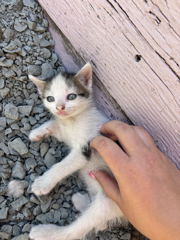 Pisică spre adopție