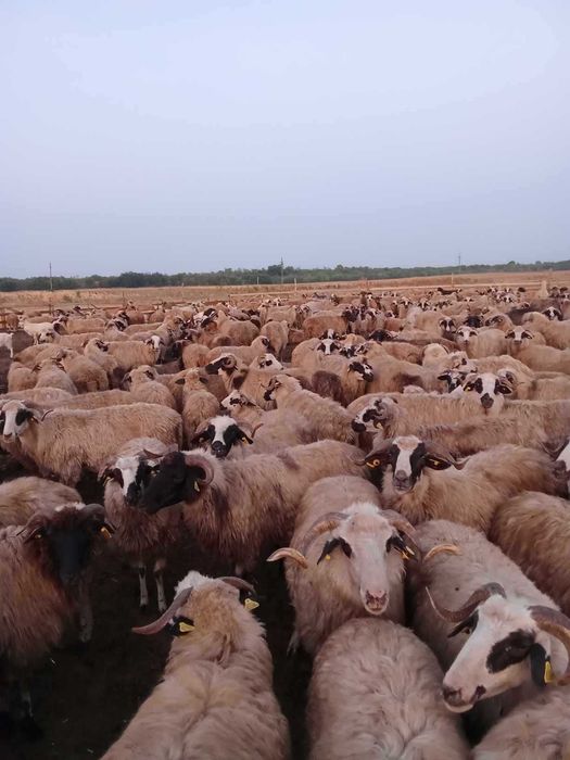 Oi si capre reforme de vânzare