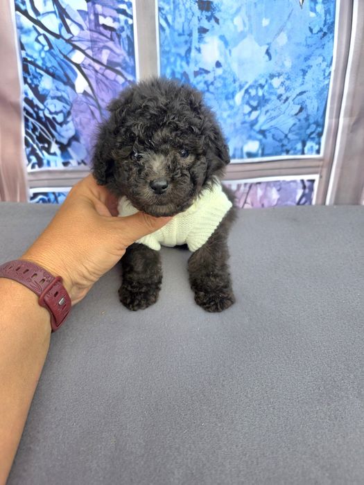 Резервирани!Пудел той сиви с документ за произход