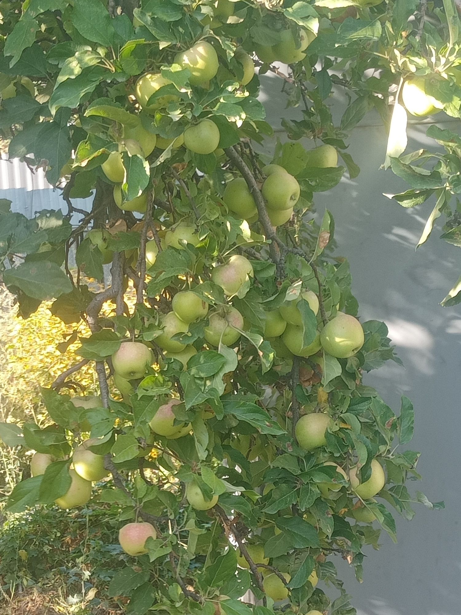 Продам яблоки золотое привосхдное