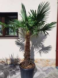 Tuia /palmieri/diferite specialități pentru terase si curte