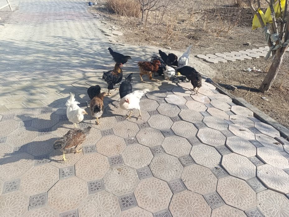 10 тауық қалды .