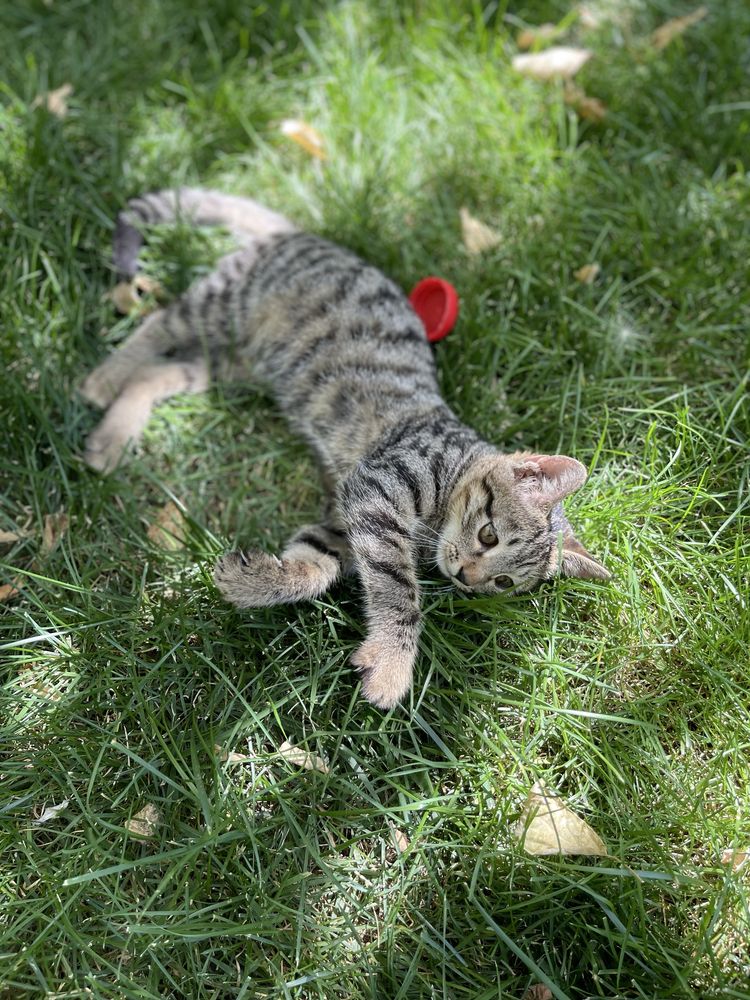 Котенок, самец. Очень красивый и игривый.