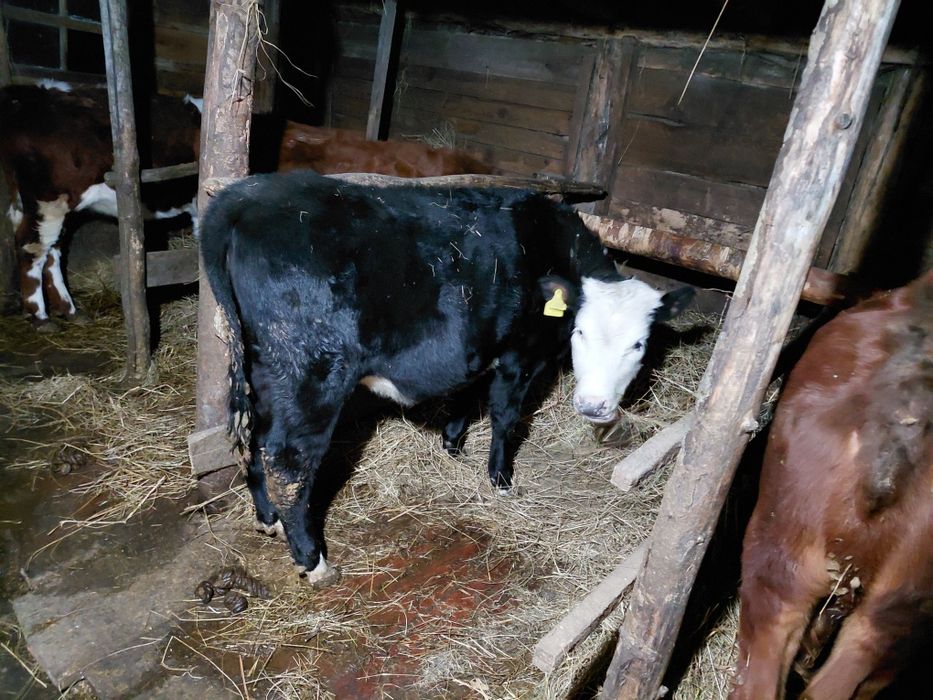 Продам телят тёлочки на доращивание