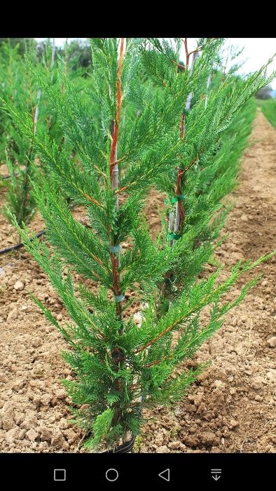 Chiparos Leylandii , gard viu vesnic verde