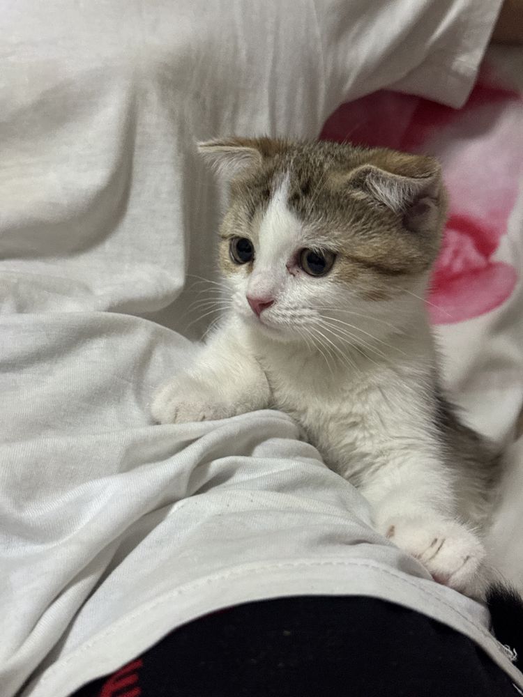 Продается вислоухая британская шиншила кошечка, 2,5 месяца