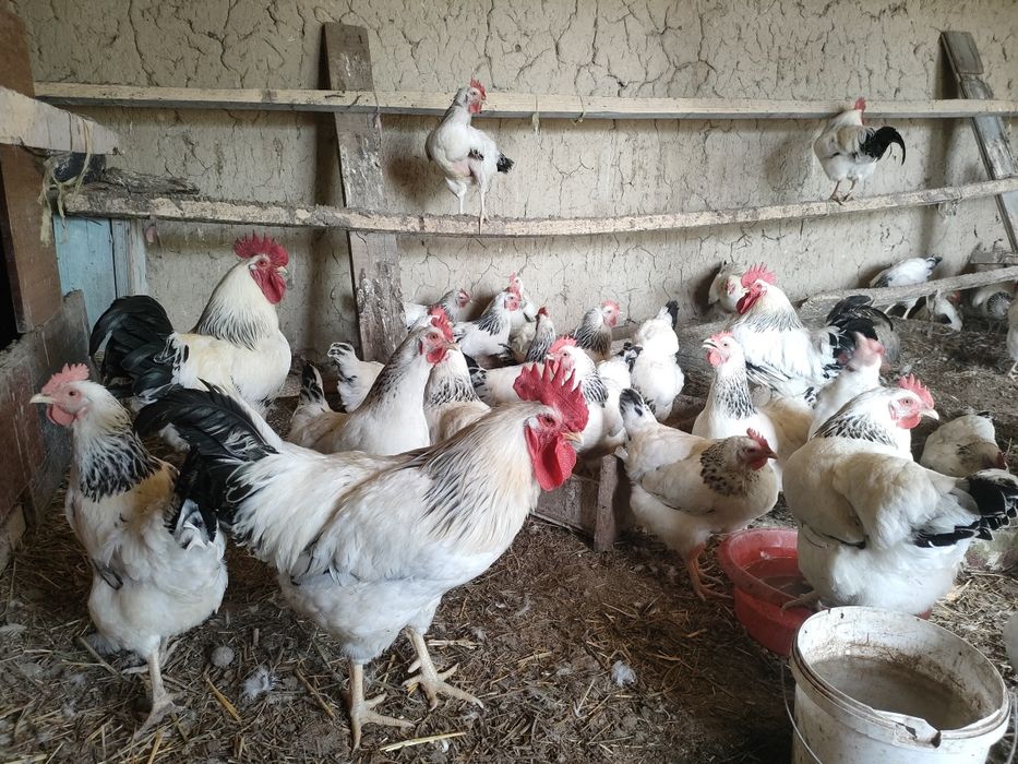 Адлер Яйцо инкубациялык