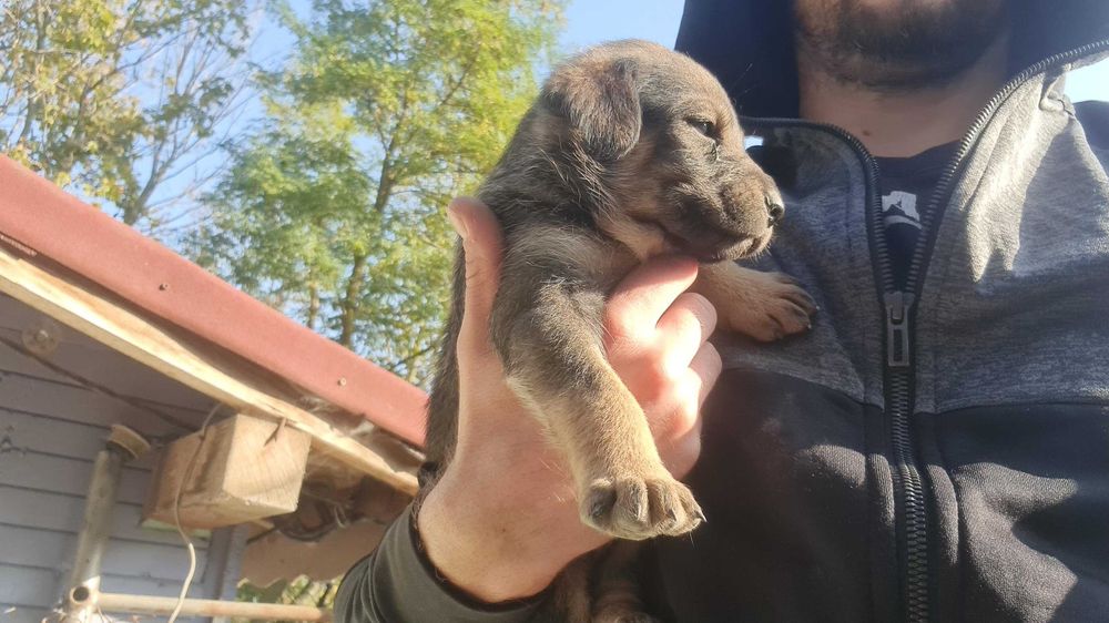 ПОдарявам Кученца