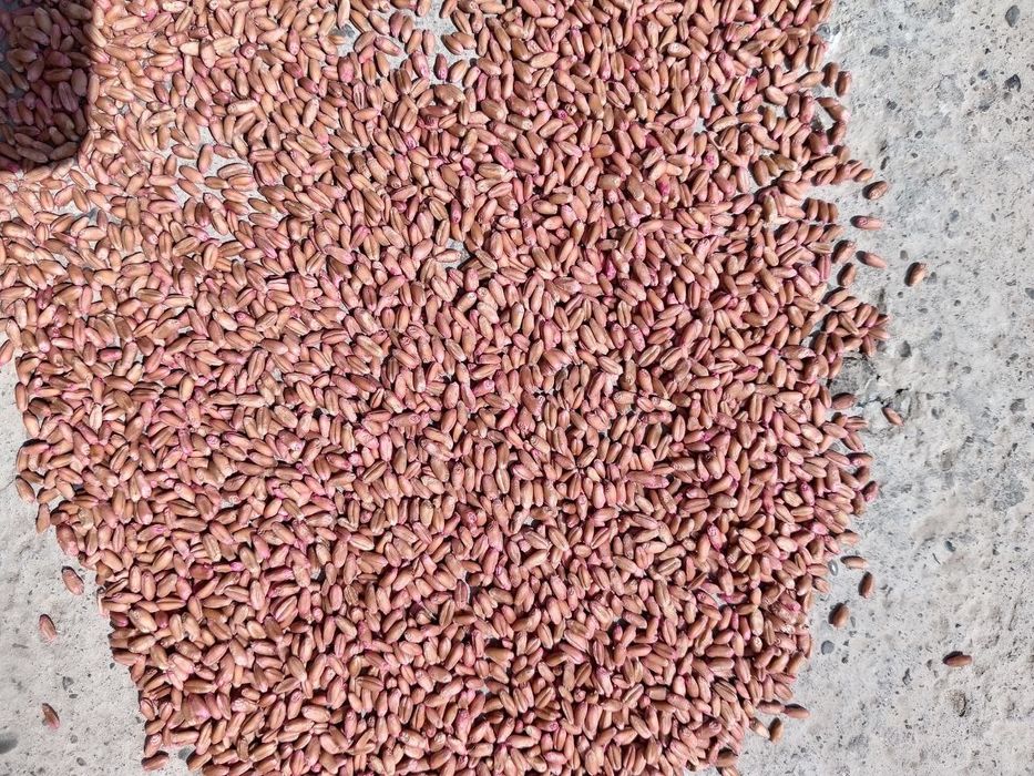 Bug'doy urug' BAGRAT Rossiyaniki