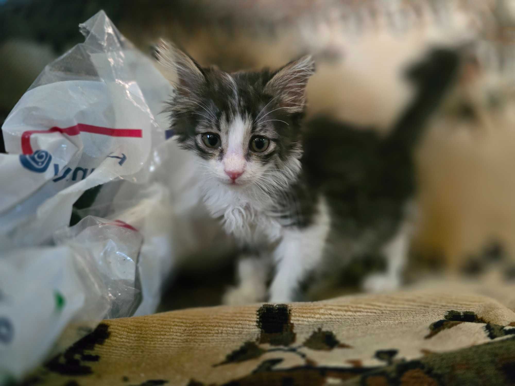 Котёнок, девочка, 2 месяца