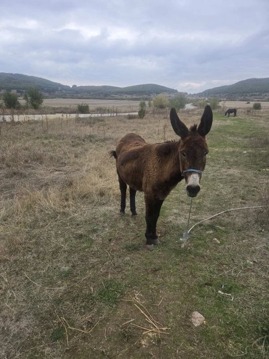 Магарица (испанска порода)