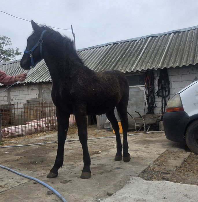 Cârlan din semigreu unguresc