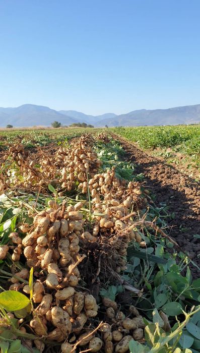 Фъстъци на едро - сурови и печени