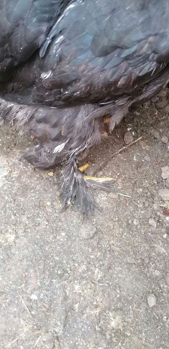 Gainuse și cocosei Brahma