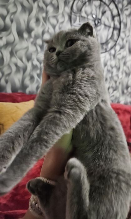 Fetita scottish fold blue