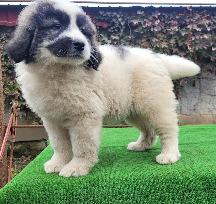 Ciobanesc de bucovina.