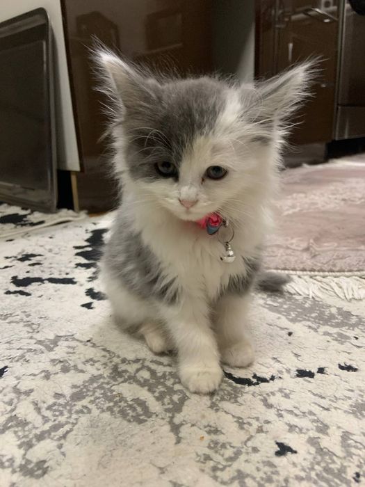 Продаётся кошка трёхмесячный порода норвежский лесной кошка  девочка .