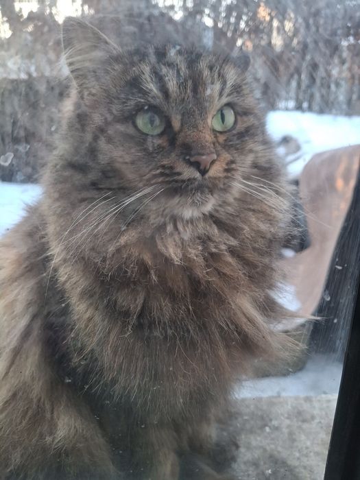 Помогите пожалуйста  подкидыши кошек