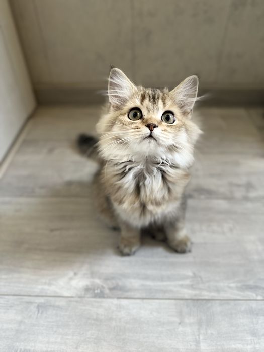 Котенок шиншилла девочка, срочно