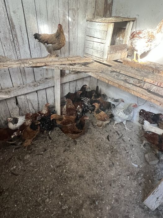 Pui de casa de vanzare