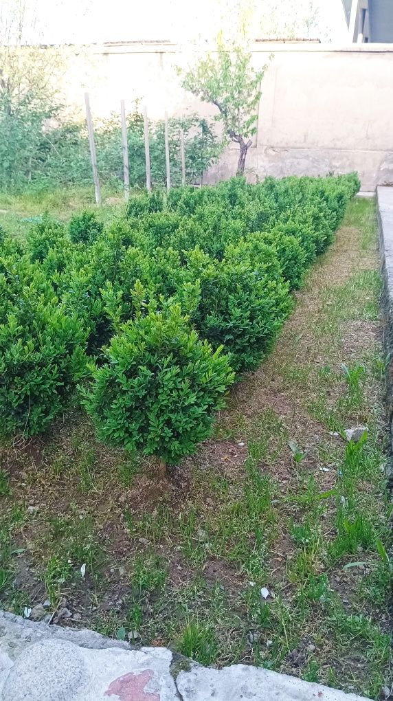 Шамшод хар хил катта кичик.