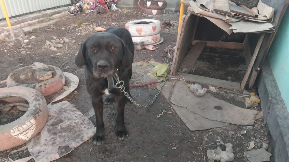 Отдадим гигантского кобеля в хорошие руки