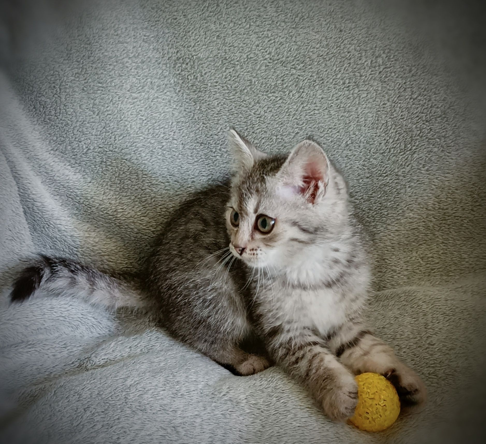 Котята, возраст два месяца
