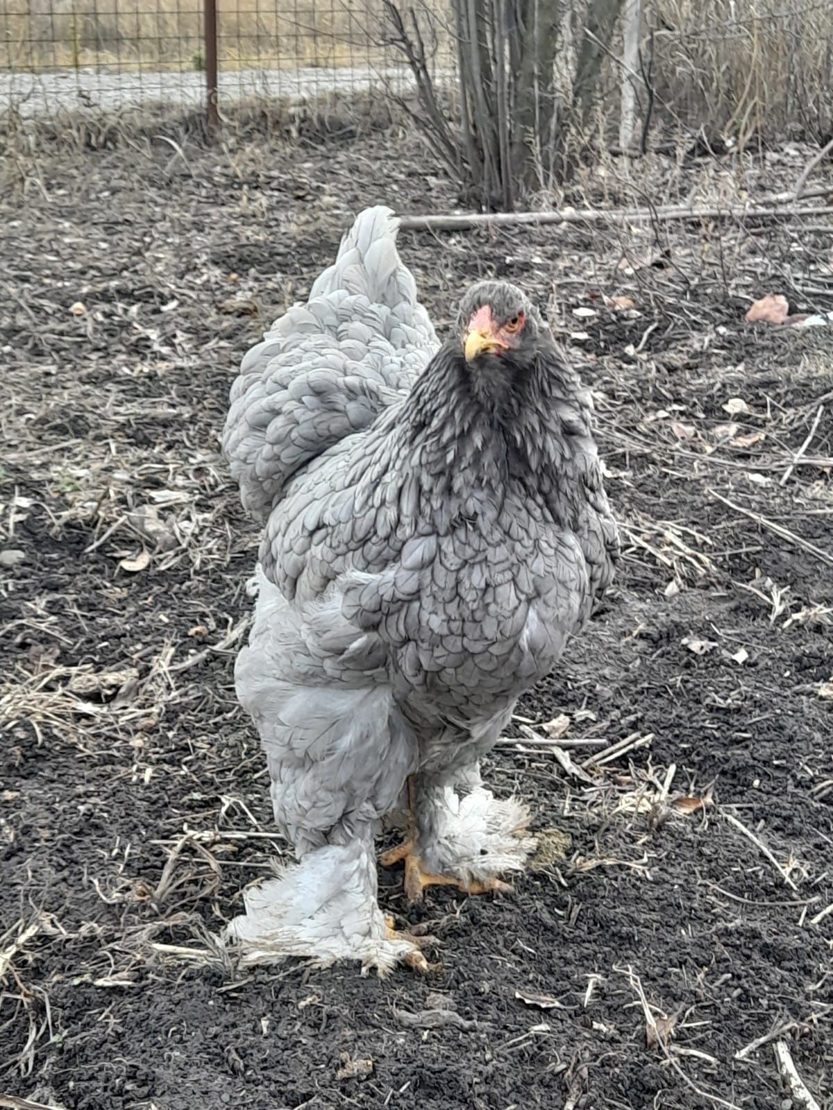 Preiau comenzi de ouă pentru incubat de brahma albastru și negru!!!