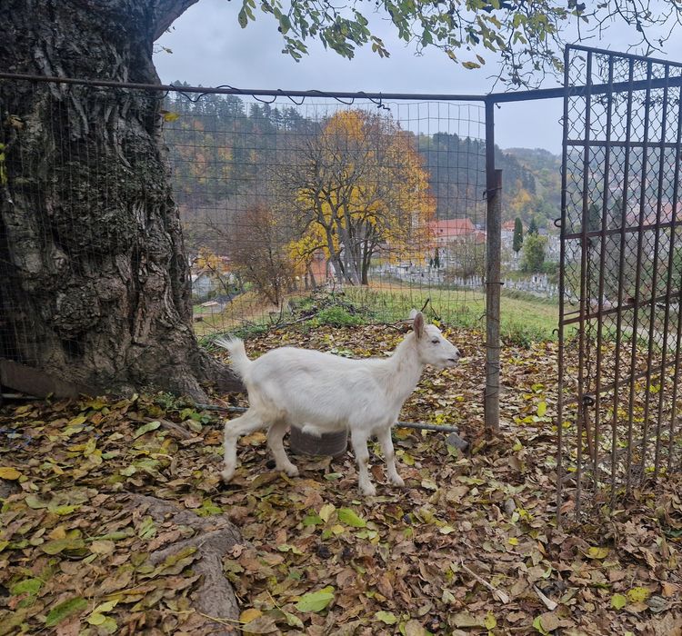 Căprițe tinere de vanzare