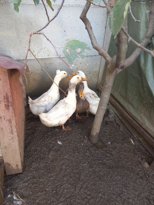 Rate romanesti tinere