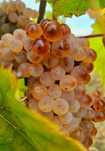 Struguri de vin
