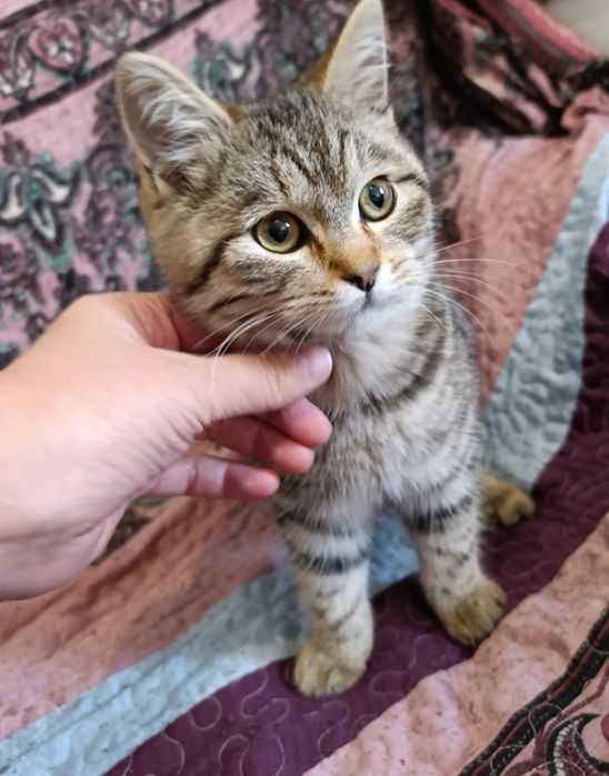 Котенок. Возраст 3-4 мес