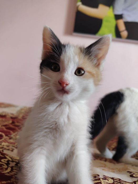 Отдам котят в добрые руки
