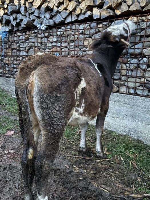 Vitea baltata de 6 luni