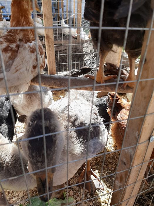 Продаётся утка продаётся утка