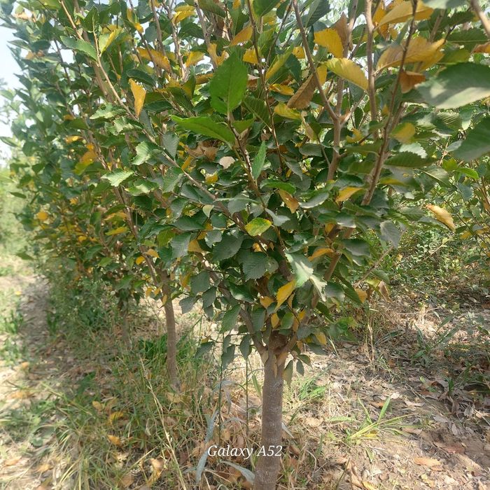 Yashil makon loyihasi