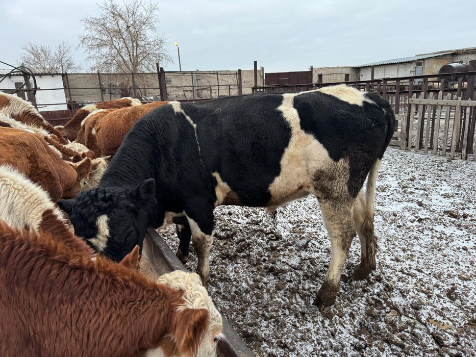 Продам быков . Село пограничник