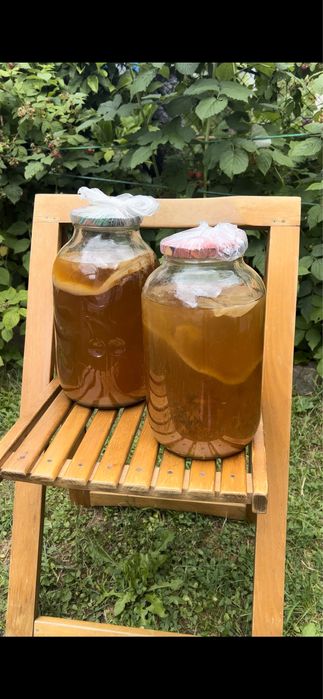 Probiotice Kombucha, Kefir de Apă și de Lapte de Capră Fermentat