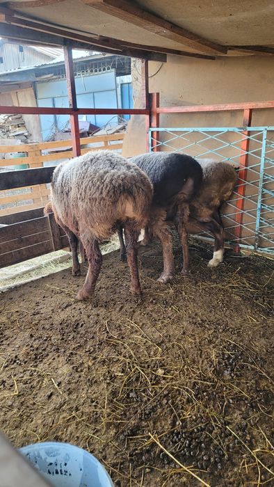 Bugoz soluv qoylar 3 ta