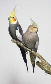 Корелла молодые попугаи