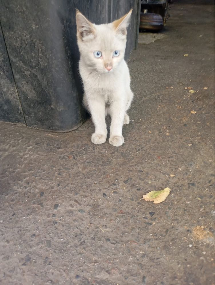 котик альбиносик